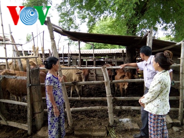 Ninh Thuan farmers’ mutual support for economic development - ảnh 2